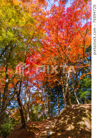 紅葉盛開時的愛知縣豐田市香嵐溪 紅葉盛開時的愛知縣豐田市香嵐溪 76894726