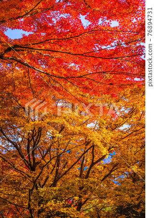 Korankei Gorge, Toyota City, Aichi Prefecture, when the autumn leaves are in full bloom Korankei Gorge, Toyota City, Aichi Prefecture, when the autumn leaves are in full bloom 76894731