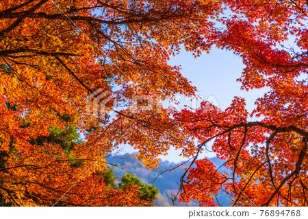 紅葉盛開時的愛知縣豐田市香嵐溪 紅葉盛開時的愛知縣豐田市香嵐溪 76894768