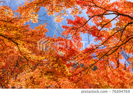 Korankei Gorge, Toyota City, Aichi Prefecture, when the autumn leaves are in full bloom Korankei Gorge, Toyota City, Aichi Prefecture, when the autumn leaves are in full bloom 76894769