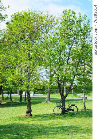 嫩葉上的新鮮綠色小城原公園 76895014