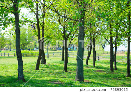 嫩葉上的新鮮綠色小城原公園 嫩葉上的新鮮綠色小城原公園 76895015