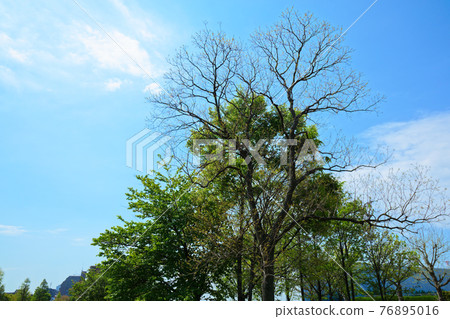 嫩葉上的新鮮綠色小城原公園 76895016