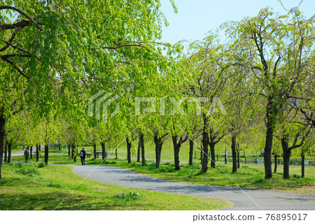 嫩葉上的新鮮綠色小城原公園 嫩葉上的新鮮綠色小城原公園 76895017
