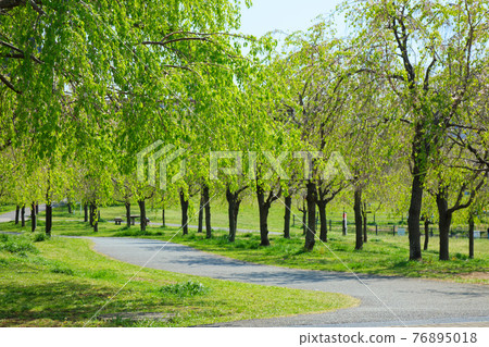 嫩葉上的新鮮綠色小城原公園 嫩葉上的新鮮綠色小城原公園 76895018