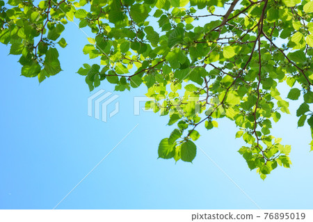 Young leaves of mulberry leaves and fruit Ogunohara Park Young leaves of mulberry leaves and fruit Ogunohara Park 76895019