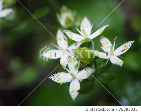 Swertia bimaculata (4 petals) Swertia bimaculata (4 petals) 76895035