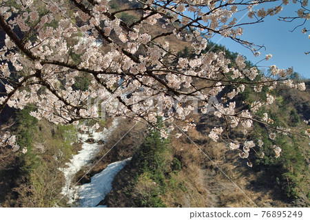 在Umehana裙子的櫻花回家 在Umehana裙子的櫻花回家 76895249
