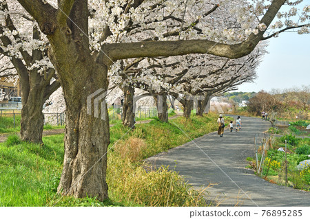 Minuma field walk: Sakura corridor walkway Minuma field walk: Sakura corridor walkway 76895285