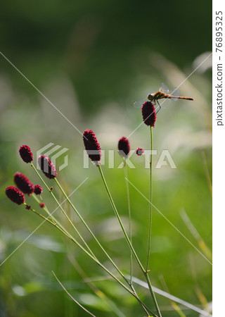 Burnet in Takamine, Shinshu Burnet in Takamine, Shinshu 76895325