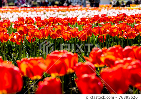 Colorfully blooming tulips Colorfully blooming tulips 76895620