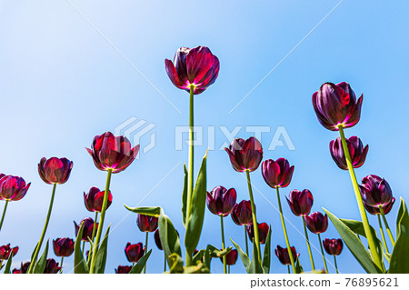 Colorfully blooming tulips Colorfully blooming tulips 76895621