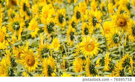Sunflower field (Nanohana Park, Iiyama City) Sunflower field (Nanohana Park, Iiyama City) 76895758