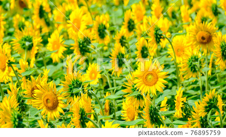 Sunflower field (Nanohana Park, Iiyama City) Sunflower field (Nanohana Park, Iiyama City) 76895759