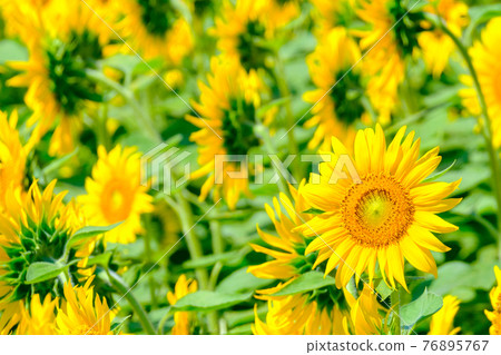 Sunflower field (Nanohana Park, Iiyama City) 76895767