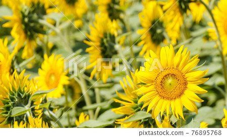 Sunflower field (Nanohana Park, Iiyama City) 76895768