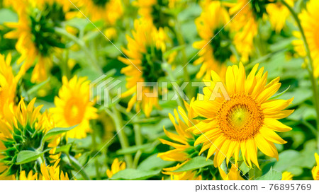 Sunflower field (Nanohana Park, Iiyama City) 76895769