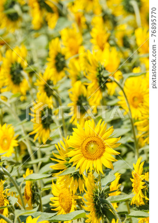 Sunflower field (Nanohana Park, Iiyama City) 76895770