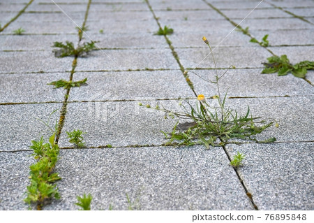 Weed growing in a deserted urban area Weed growing in a deserted urban area 76895848