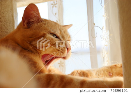 Powerful yawning cat American Shorthair Red Tabby 76896191