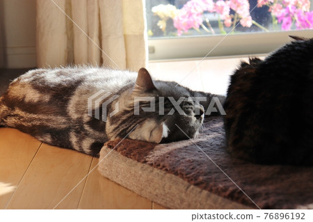 Cat American Shorthair Silver Tabby sleeping relaxed by the window with cushions as pillows 76896192