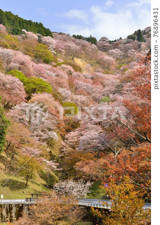 Yoshino mountain cherry tree Yoshino mountain cherry tree 76896431