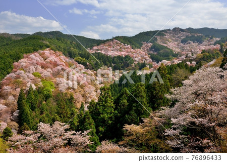 吉野山櫻桃樹 吉野山櫻桃樹 76896433
