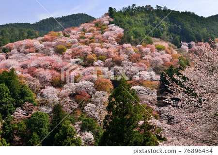 吉野山櫻桃樹 76896434