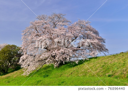 One cherry tree of Izaka Pond 76896440