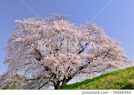 One cherry tree of Izaka Pond 76896444
