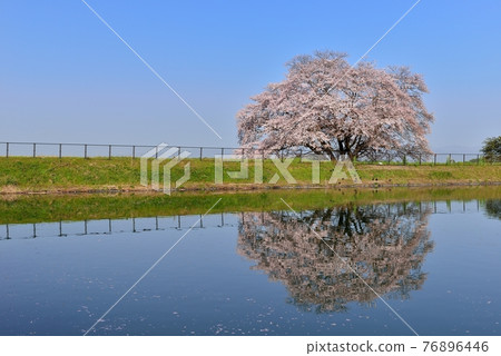 One cherry tree of Izaka Pond 76896446