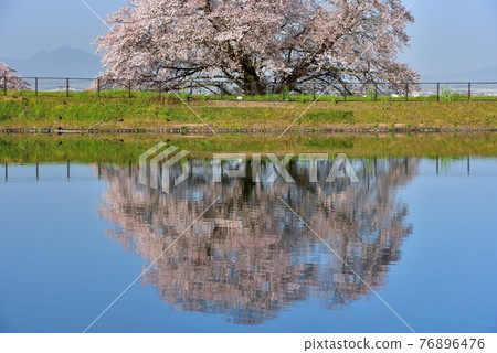 Izaka池塘一棵櫻桃樹 76896476