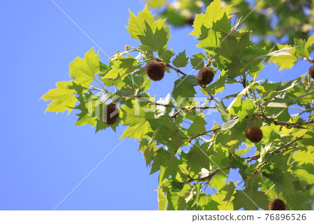 Young leaves and cute fruits of sycamore 76896526