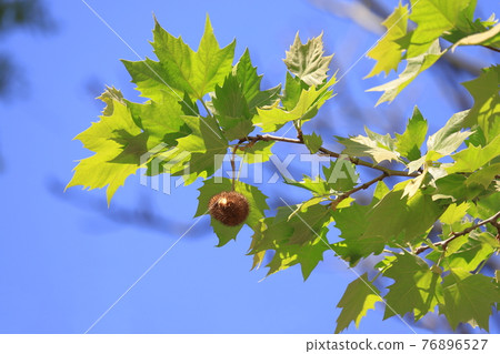 Young leaves and cute fruits of sycamore 76896527