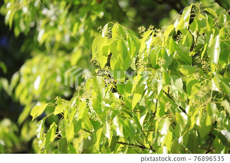 Young leaves and flowers of camphor tree Young leaves and flowers of camphor tree 76896535