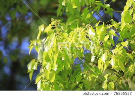 Young leaves and flowers of camphor tree Young leaves and flowers of camphor tree 76896537