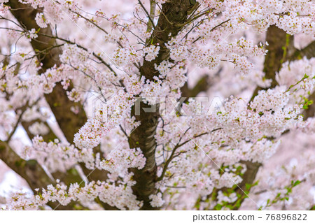 Kakunodate's Cherry Blossoms, Hibiki Uchikawa Kakunodate's Cherry Blossoms, Hibiki Uchikawa 76896822