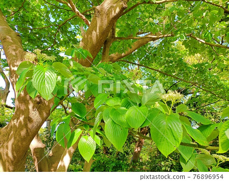 Resort trees 76896954