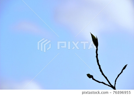 Copy space Sprout sky cloud (background material) Copy space Sprout sky cloud (background material) 76896955