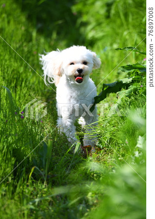 Maltipoo running in the meadow Maltipoo running in the meadow 76897008