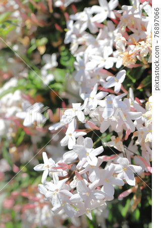 Hagoromo Jasmine (Hagoromo Jasmine) flowers 76897066