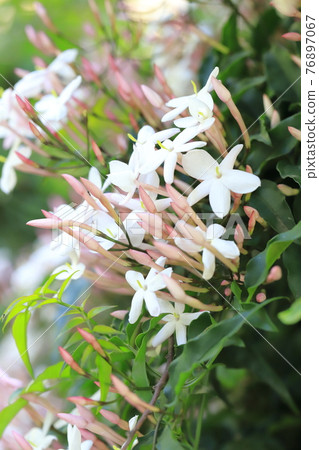 Hagoromo Jasmine (Hagoromo Jasmine) flowers 76897067