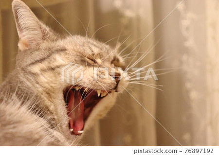 American Shorthair Blue Tabby, a cat yawning with its fangs bare and its big mouth open 76897192