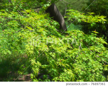 [Tokyo, April 2021] Fresh green natural scenery of Arisugawanomiya Park 76897361