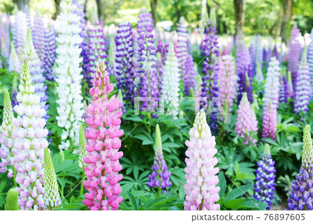 Flower garden of Lupinas Flower garden of Lupinas 76897605