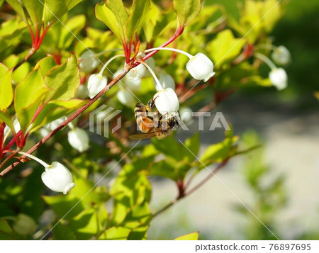 調查 Enkianthus perulatus 花的蜜蜂 調查 Enkianthus perulatus 花的蜜蜂 76897695