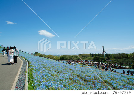 Hitachi Seaside Park, Nemophila of Miharashi Hill 76897759
