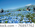 Hitachi Seaside Park, Nemophila of Miharashi Hill 76897762