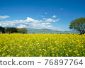 Rape field of Hitachi beach park 76897764