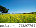 Rape field of Hitachi beach park 76897765